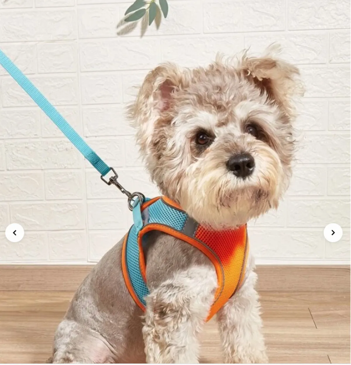 A cheerful scene featuring a small dog wearing a bright harness, with a clean, inviting background. The focus is on the dog, suggesting pet-friendly accommodations and activities.